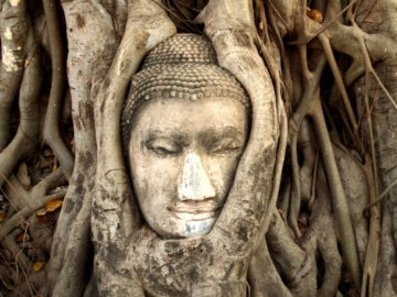 Ayutthaya boeddha