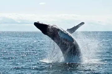 Walvis Hermanus