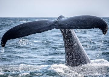 Kajakken belugas walvissen