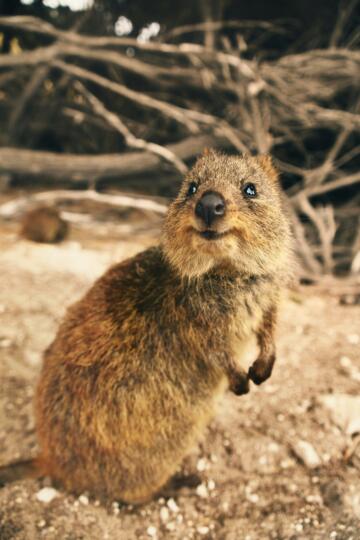 Ontmoet de schattige quokka's, Fremantle, Australië