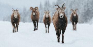 Wildlife tour jasper