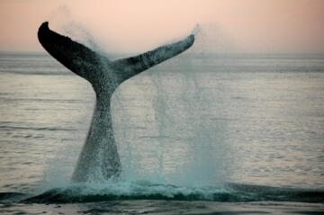 Zwemmen tussen walvissen