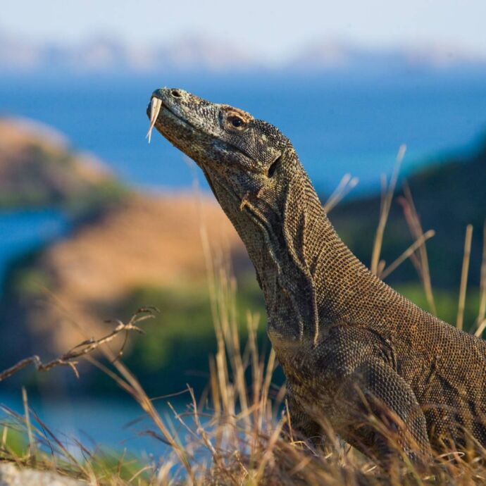 Komodo dragon