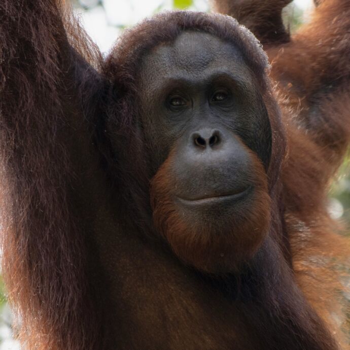 Orang Utan