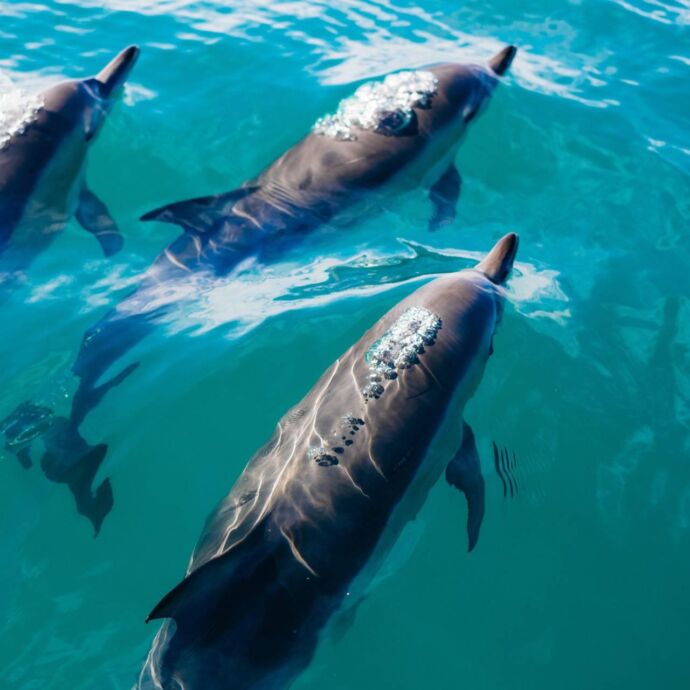 Zwemmen met wilde dolfijnen