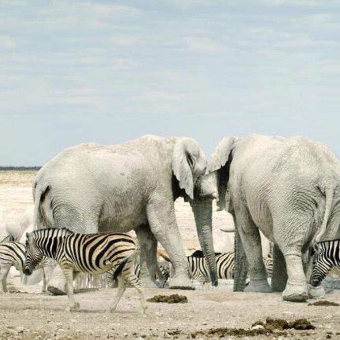 Etosha 7