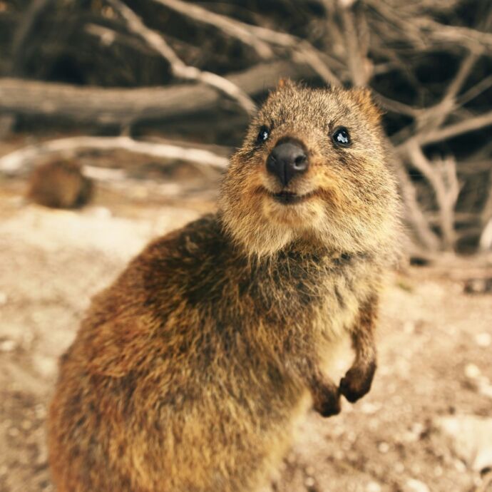 Ontmoet de schattige quokka's, Fremantle, Australië