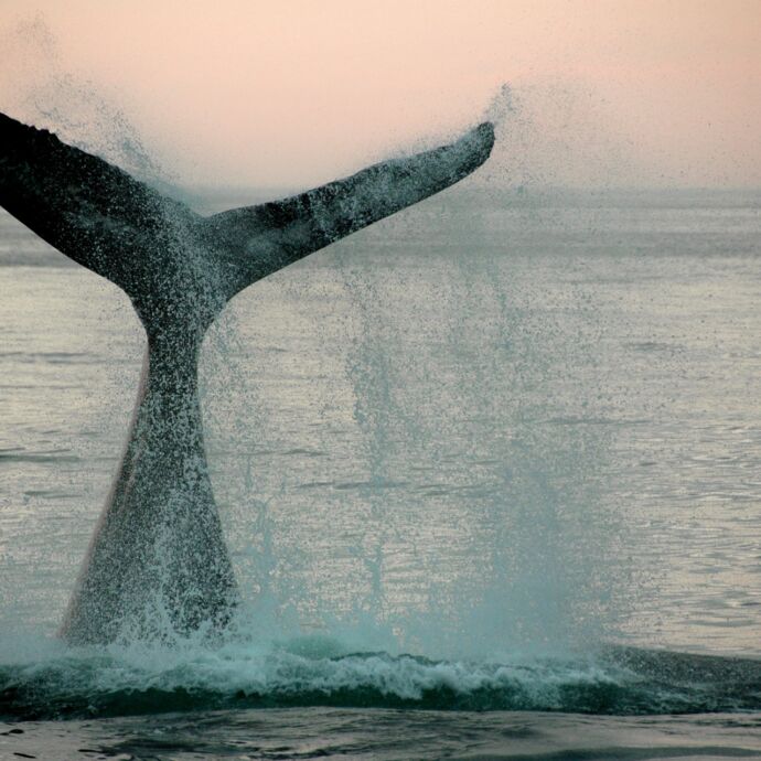 Zwemmen tussen walvissen