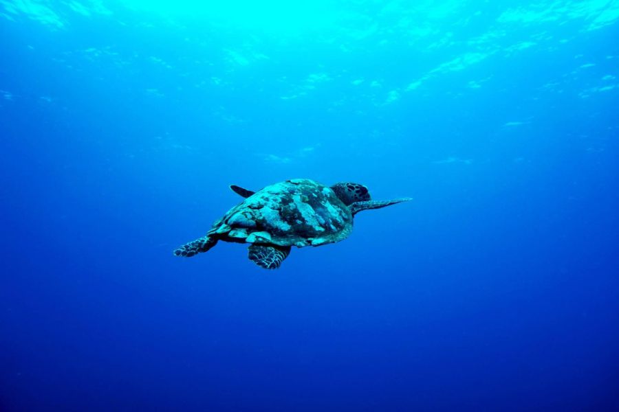 Snorkelen met schildpadden op Gili Air