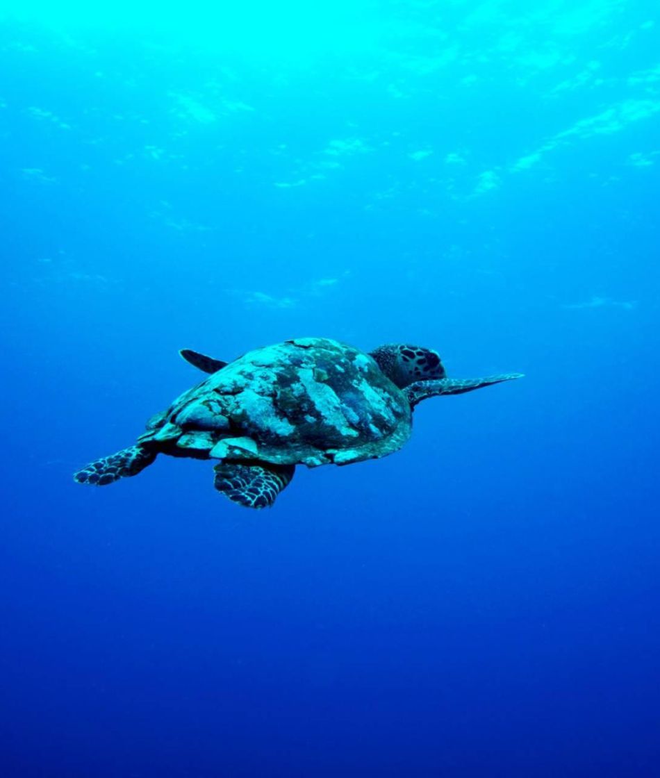 Schildpadden gili air